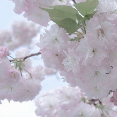 西安FurryQQ群介绍